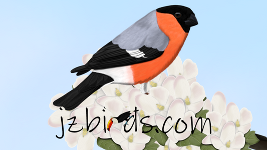 bullfinch bird