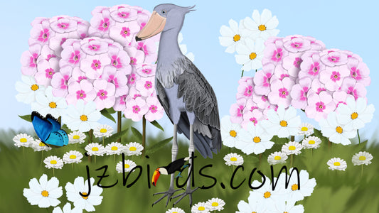 The Shoebill - The Last Dinosaur