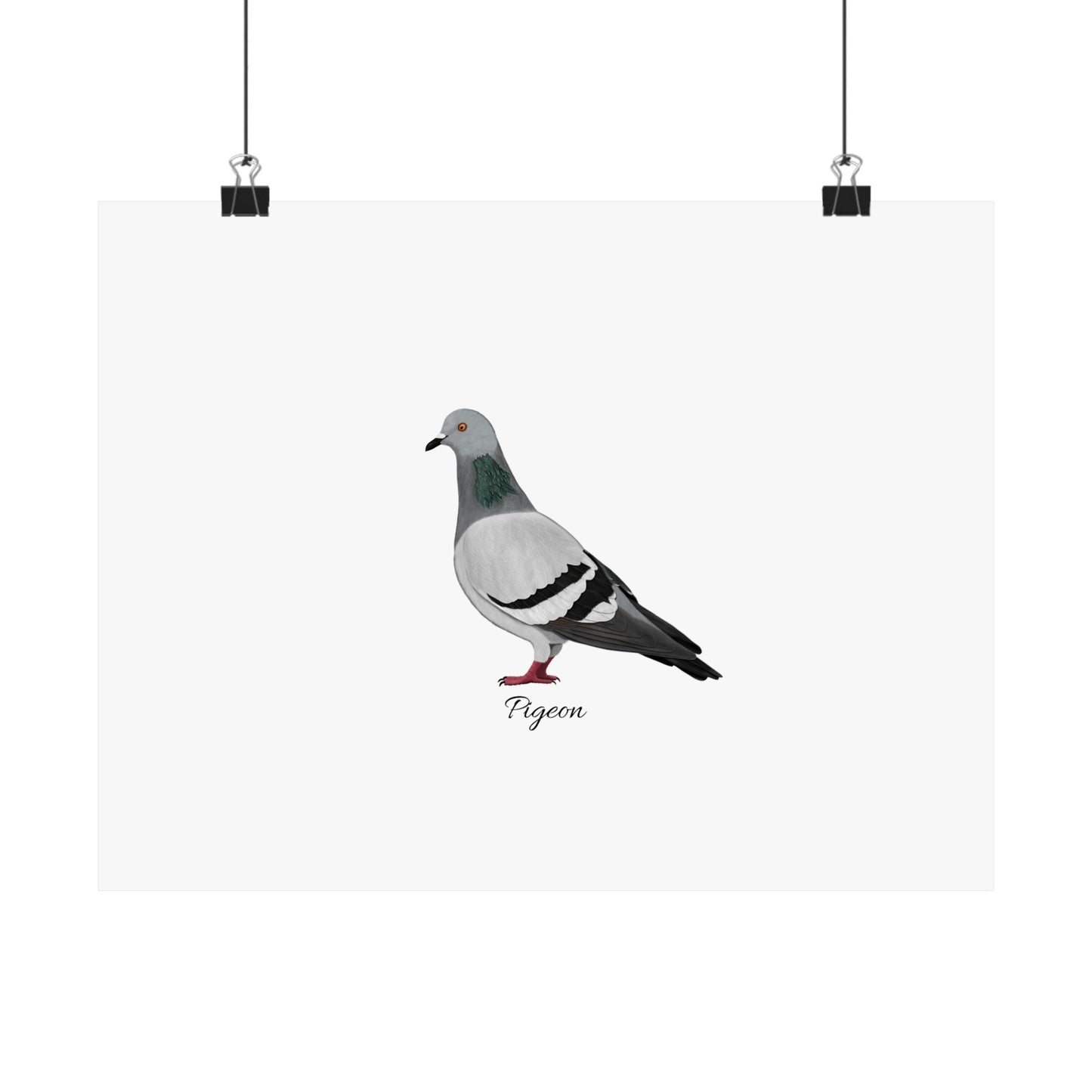 Pigeon Bird Birding Matte Poster