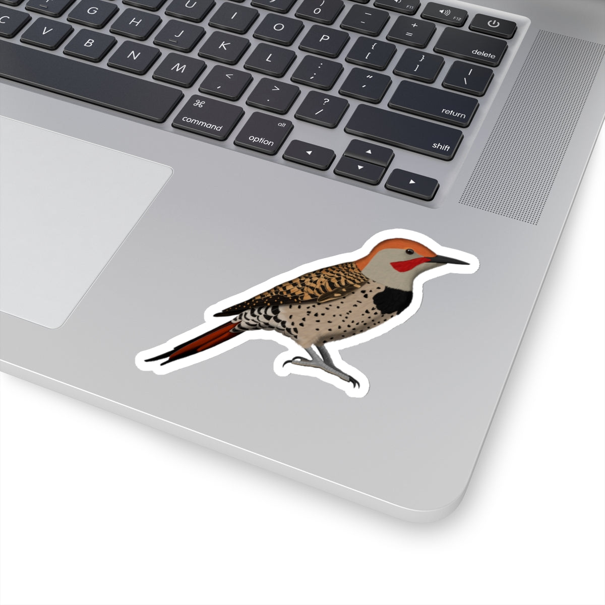 Northern Flicker Bird Kiss-Cut Sticker - jz.birds