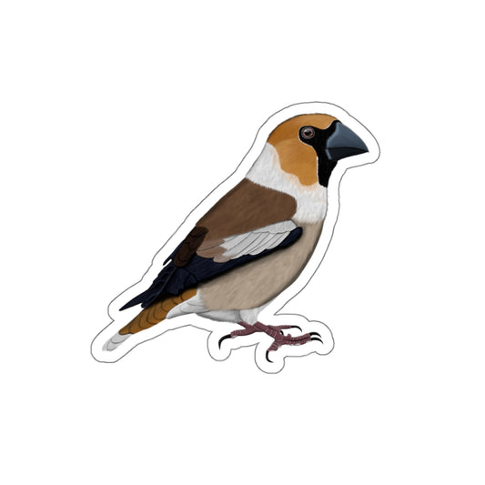 Hawfinch Bird Kiss-Cut Sticker