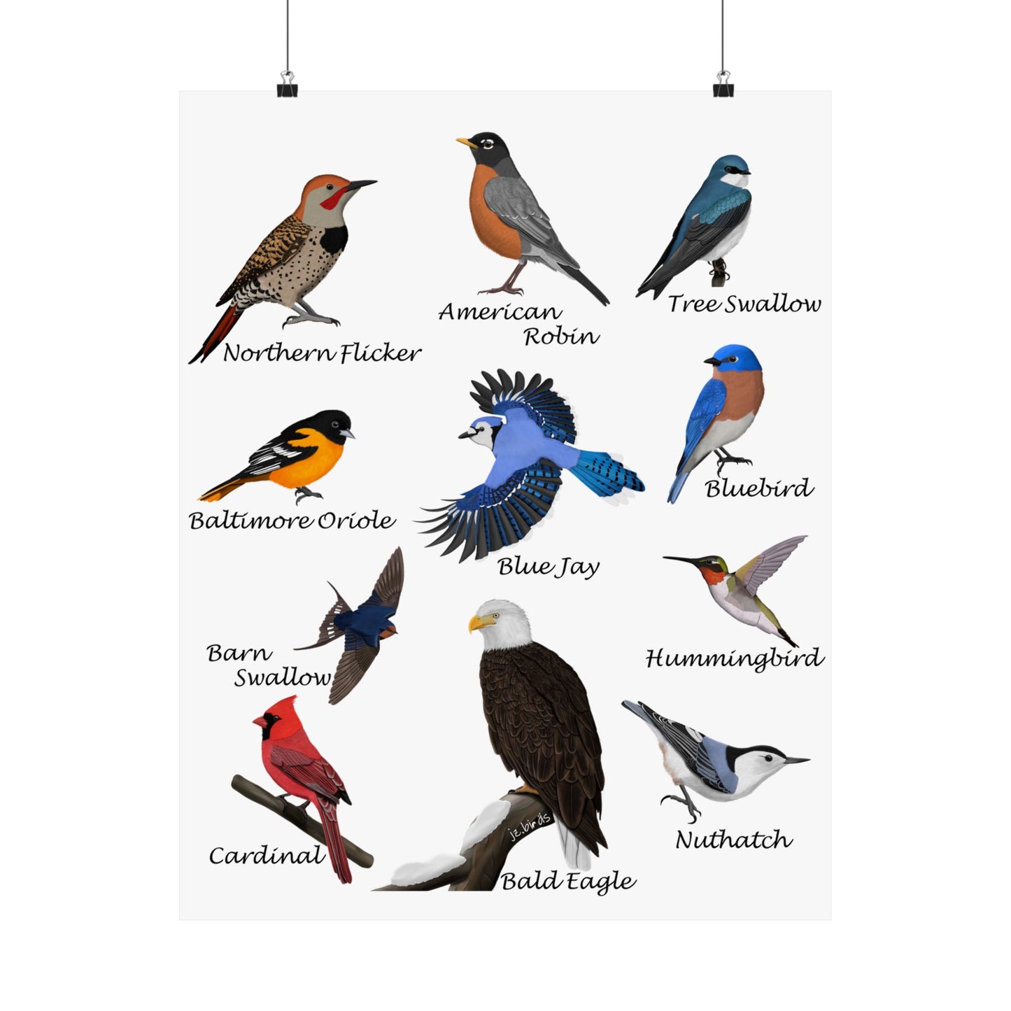 American Birds Poster Robin Blue Jay Cardinal Hummingbird Bird Watcher & Bird Lover