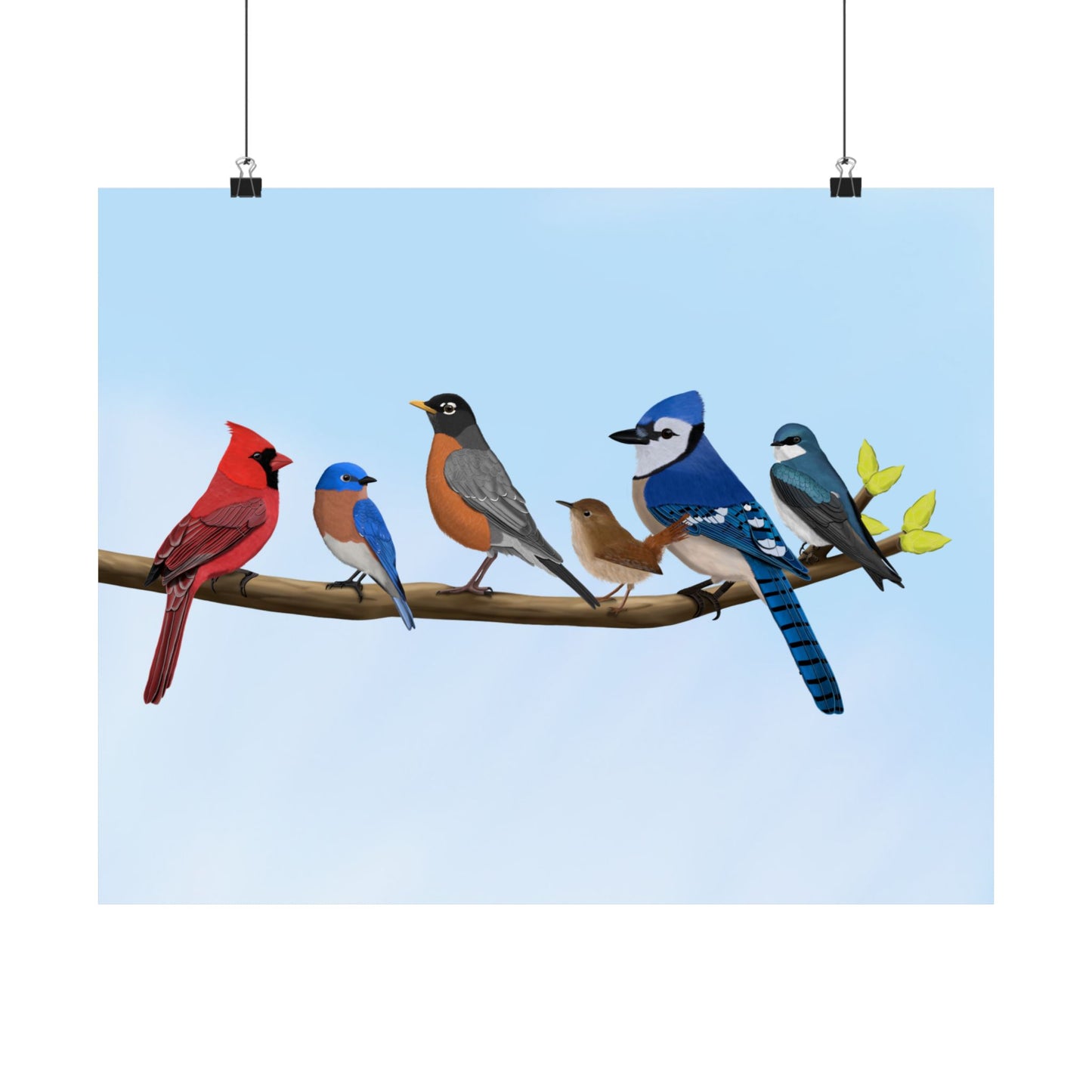 Birds on a Branch Poster Robin Blue Jay Bluebird Cardinal Wren Tree Swallow Bird Lovers & Bird Watchers