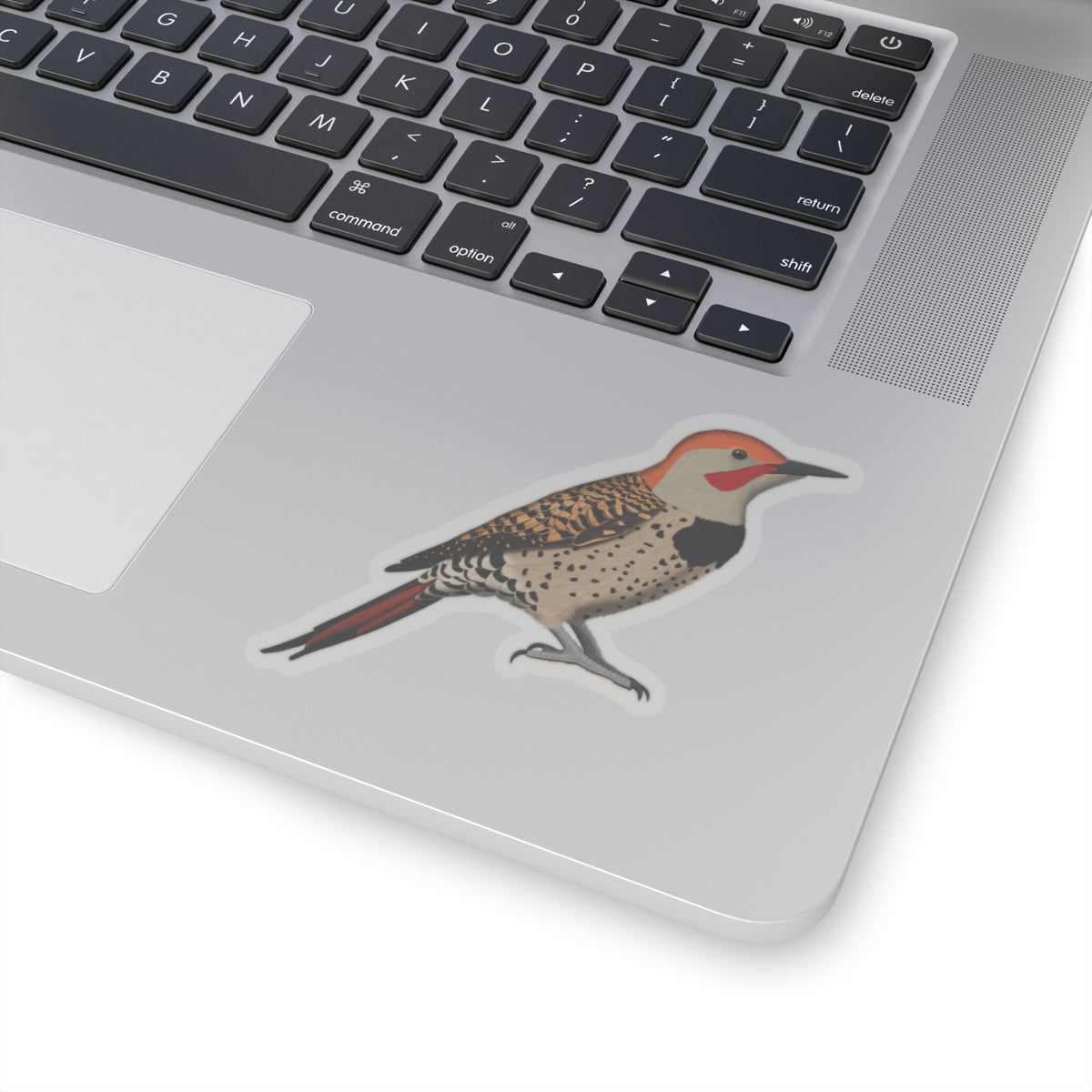 Northern Flicker Bird Kiss-Cut Sticker - jz.birds
