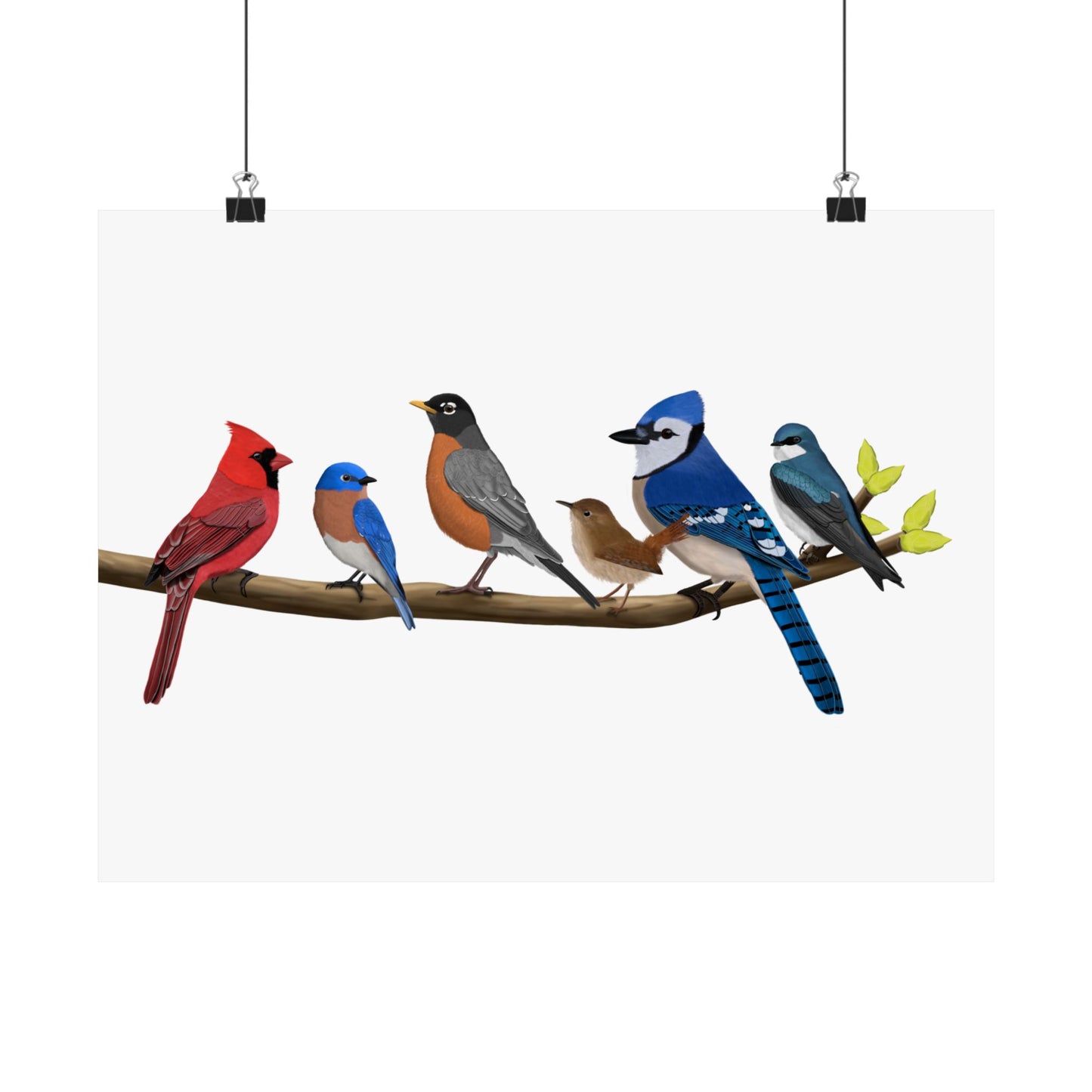 Birds on a Branch Poster Robin Blue Jay Bluebird Cardinal Wren Tree Swallow Bird Lovers & Bird Watchers White