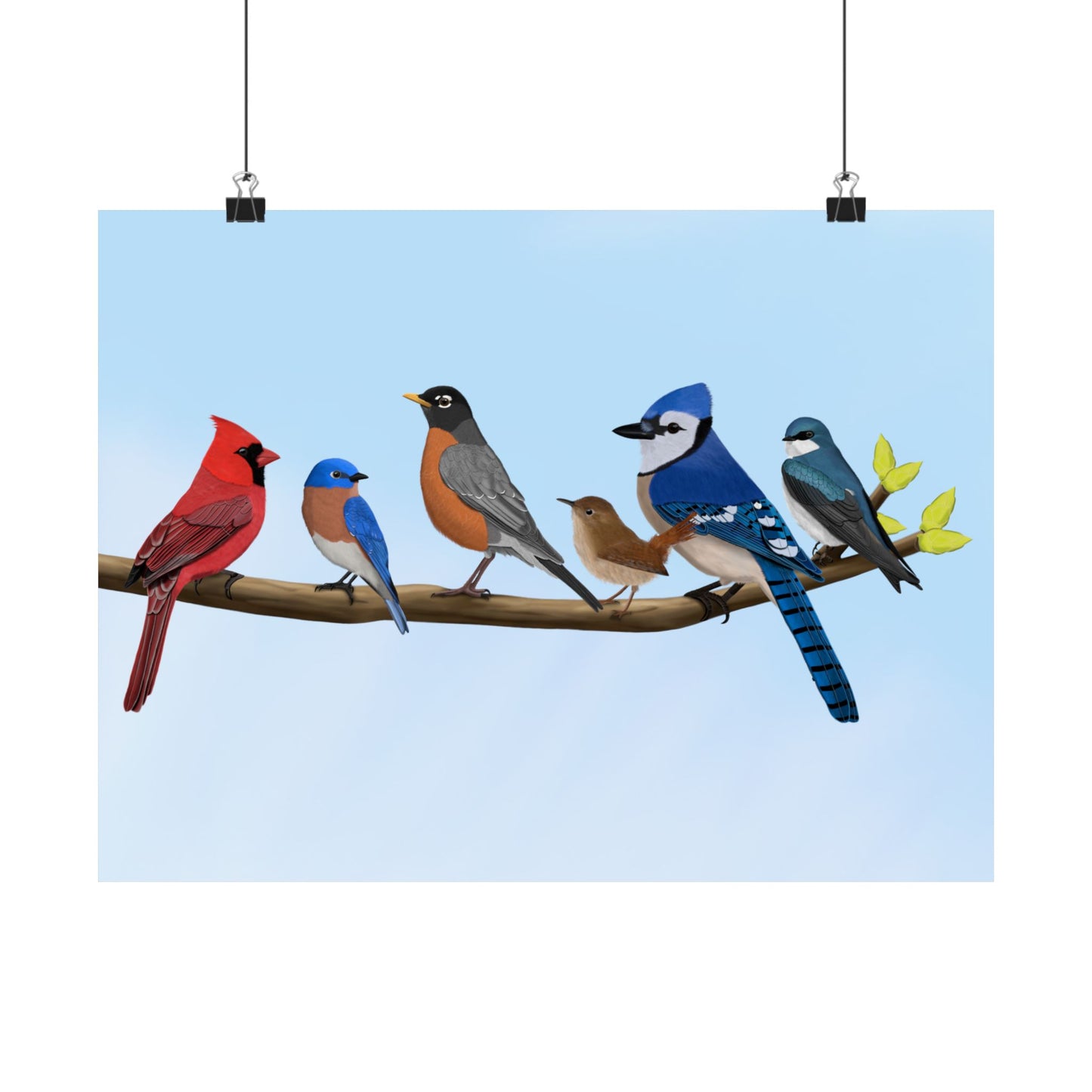 Birds on a Branch Poster Robin Blue Jay Bluebird Cardinal Wren Tree Swallow Bird Lovers & Bird Watchers