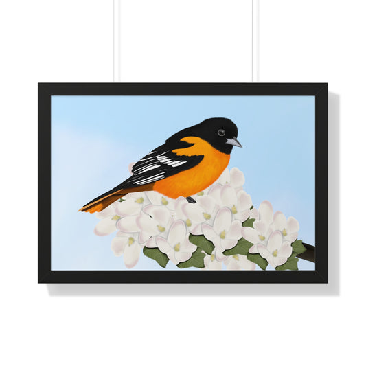 baltimore oriole bird art framed poster