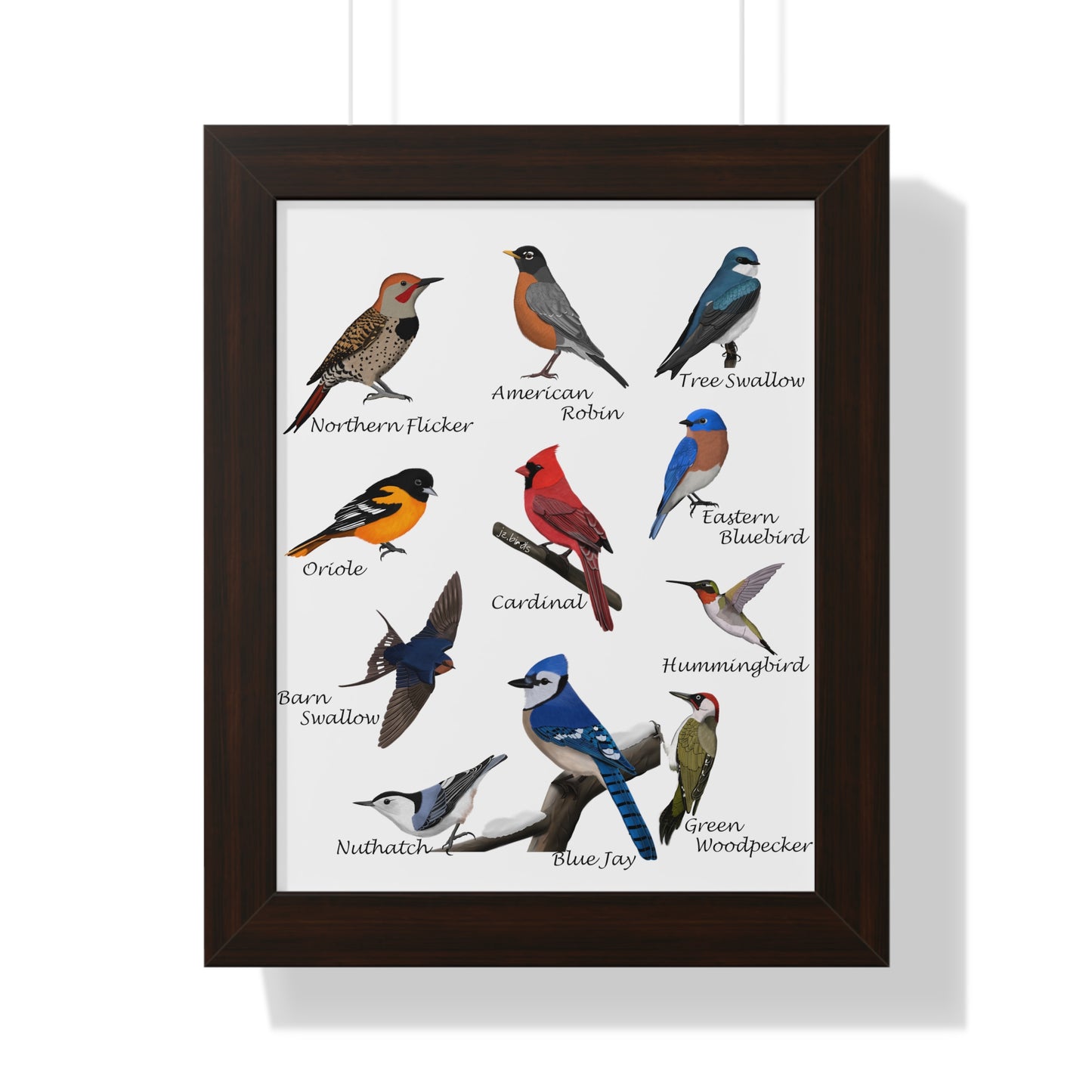 Blue Jay, Cardinal, Nuthatch, Oriole and Robin Framed Poster on background