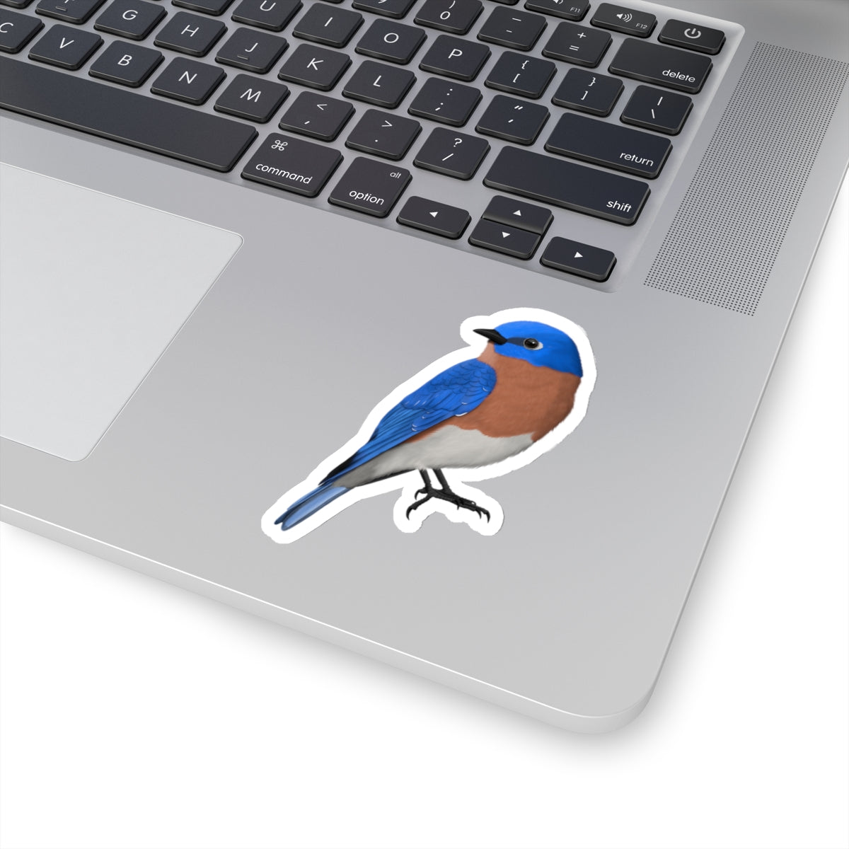 Eastern Bluebird Bird Kiss-Cut Sticker - jz.birds