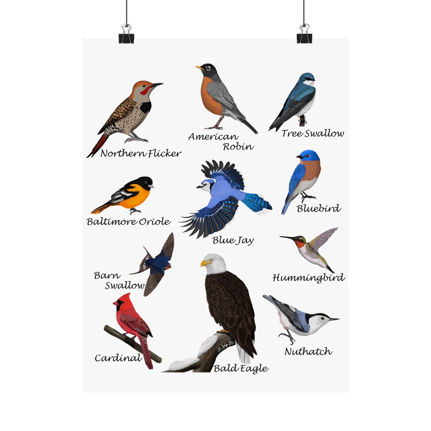 American Birds Poster Robin Blue Jay Cardinal Hummingbird Bird Watcher & Bird Lover