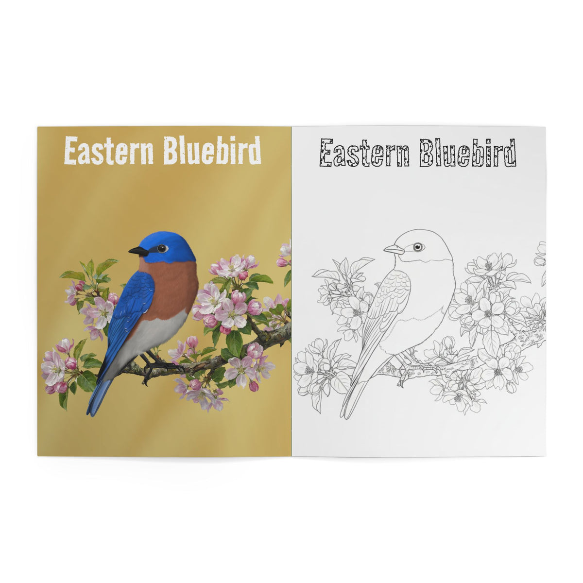 Backyard Birds of North America – Realistic Coloring Book with Full-Color Reference Art (8.5" x 11") on adult background