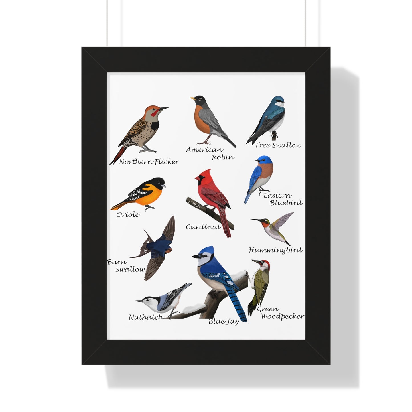 Blue Jay, Cardinal, Nuthatch, Oriole and Robin Framed Poster in Black