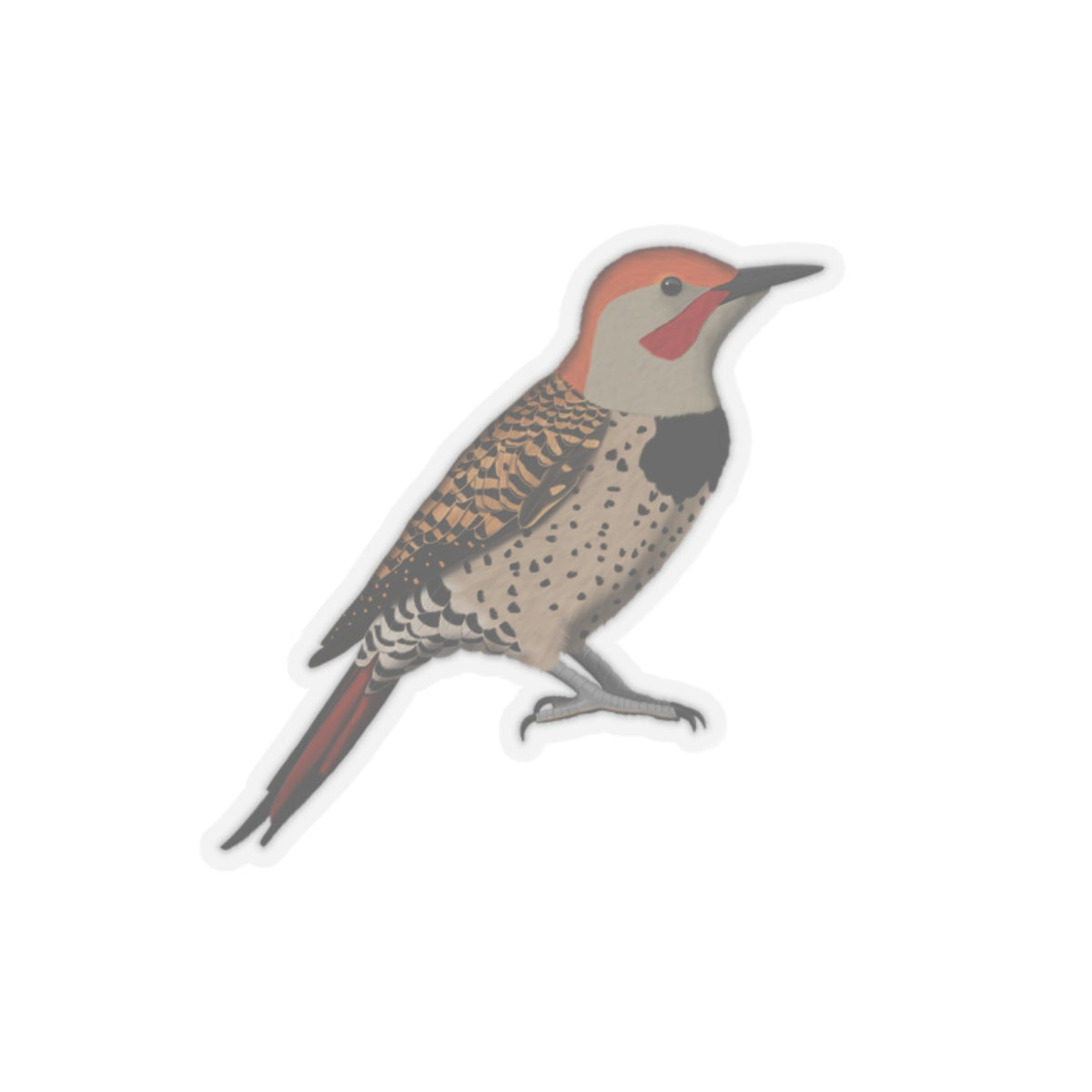 Northern Flicker Bird Kiss-Cut Sticker - jz.birds