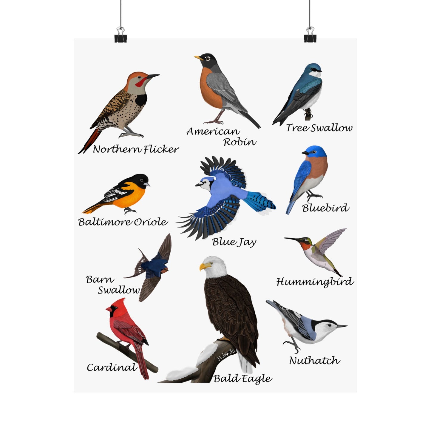 American Birds Poster Robin Blue Jay Cardinal Hummingbird Bird Watcher & Bird Lover