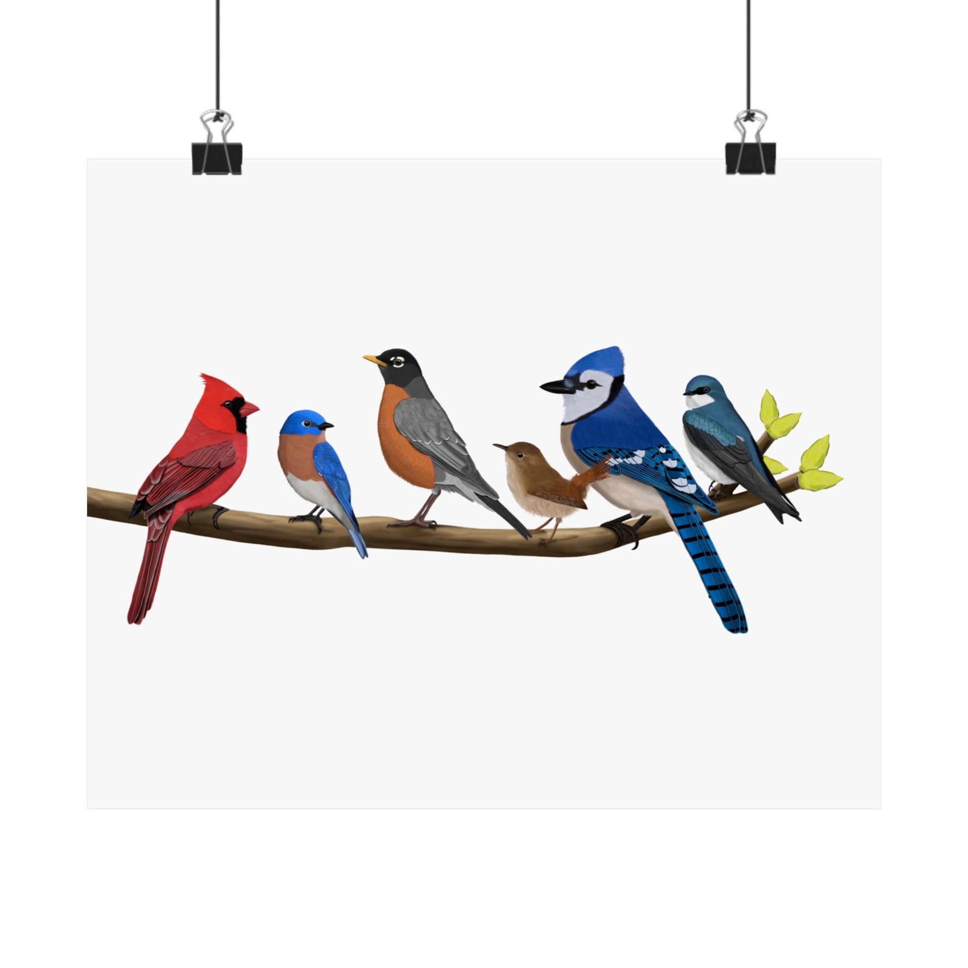 Birds on a Branch Poster Robin Blue Jay Bluebird Cardinal Wren Tree Swallow Bird Lovers & Bird Watchers White