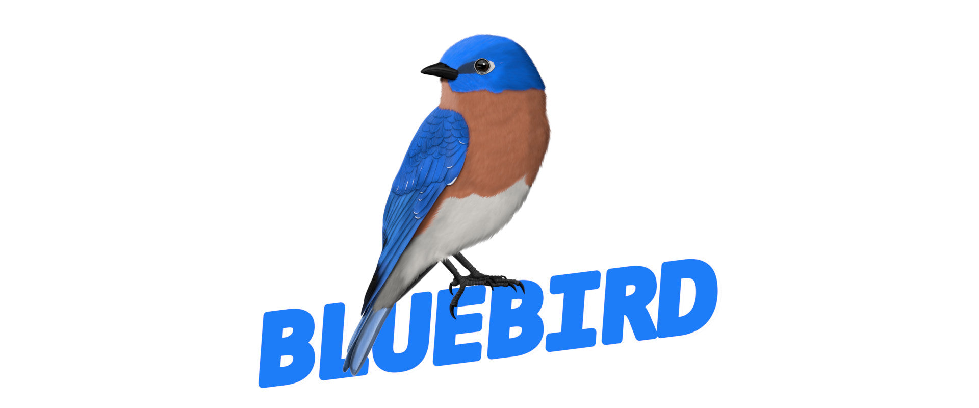 bluebird bird tshirts sweatshirts mugs. great gifts for bird lovers