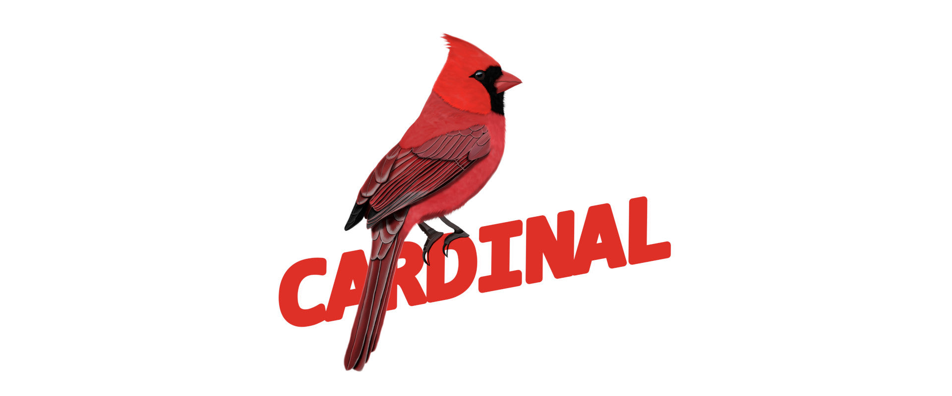 cardinal bird tshirts sweatshirts mugs. great gifts for bird lovers