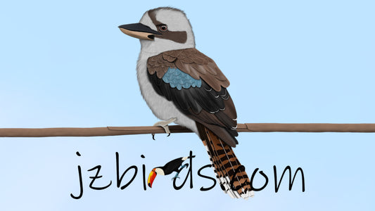 kookaburra bird