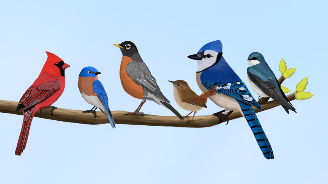 Birds on a Branch: The Ultimate Bird Lover Gift & Birding Inspiration