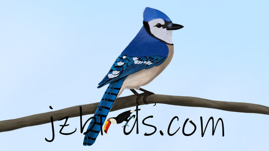 blue jay bird art