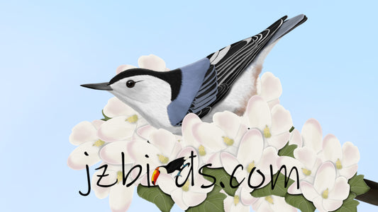 white-breasted nuthatch bird