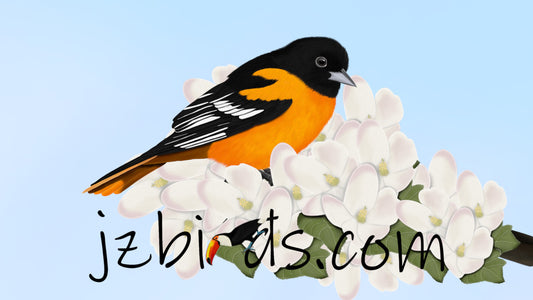 Baltimore Oriole Bird art