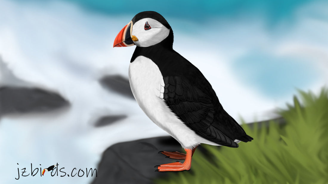 The Puffin - An Interesting Seabird