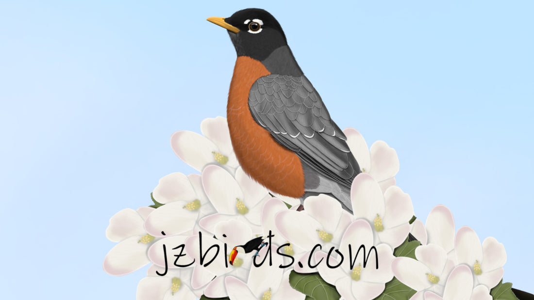 robin bird 