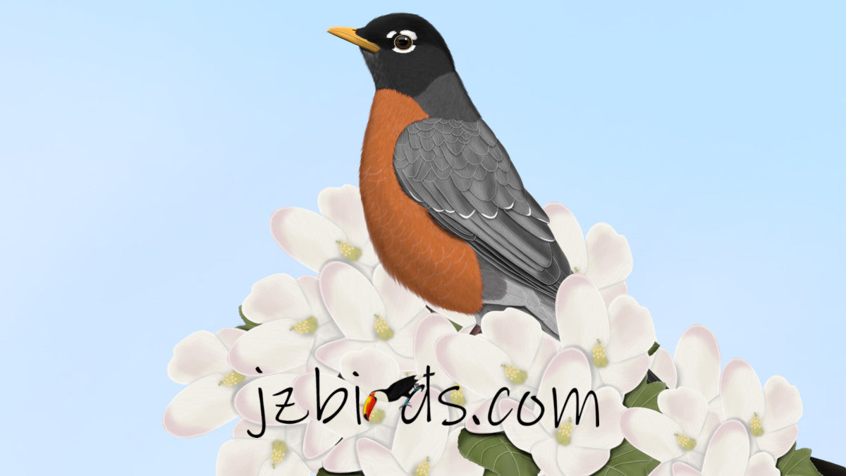 アメリカンロビン – jz.birds