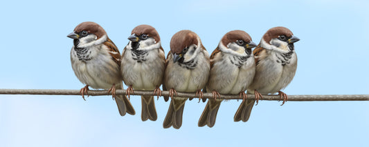 eurasian tree sparrow gifts identification