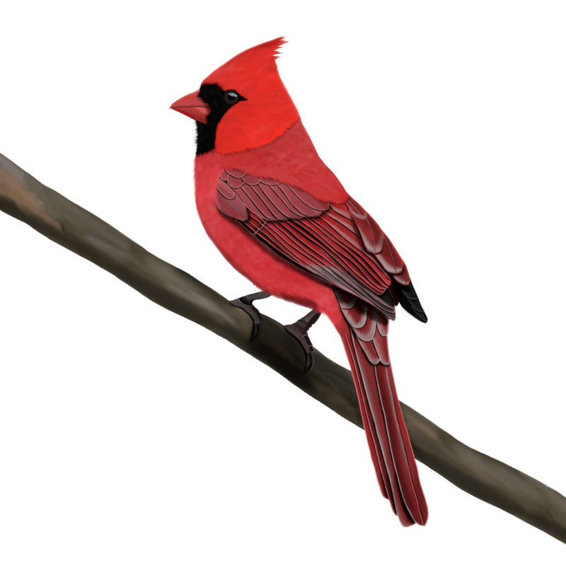 Northern Cardinal T-Shirts, Pillows, Mugs and more by jz.birds