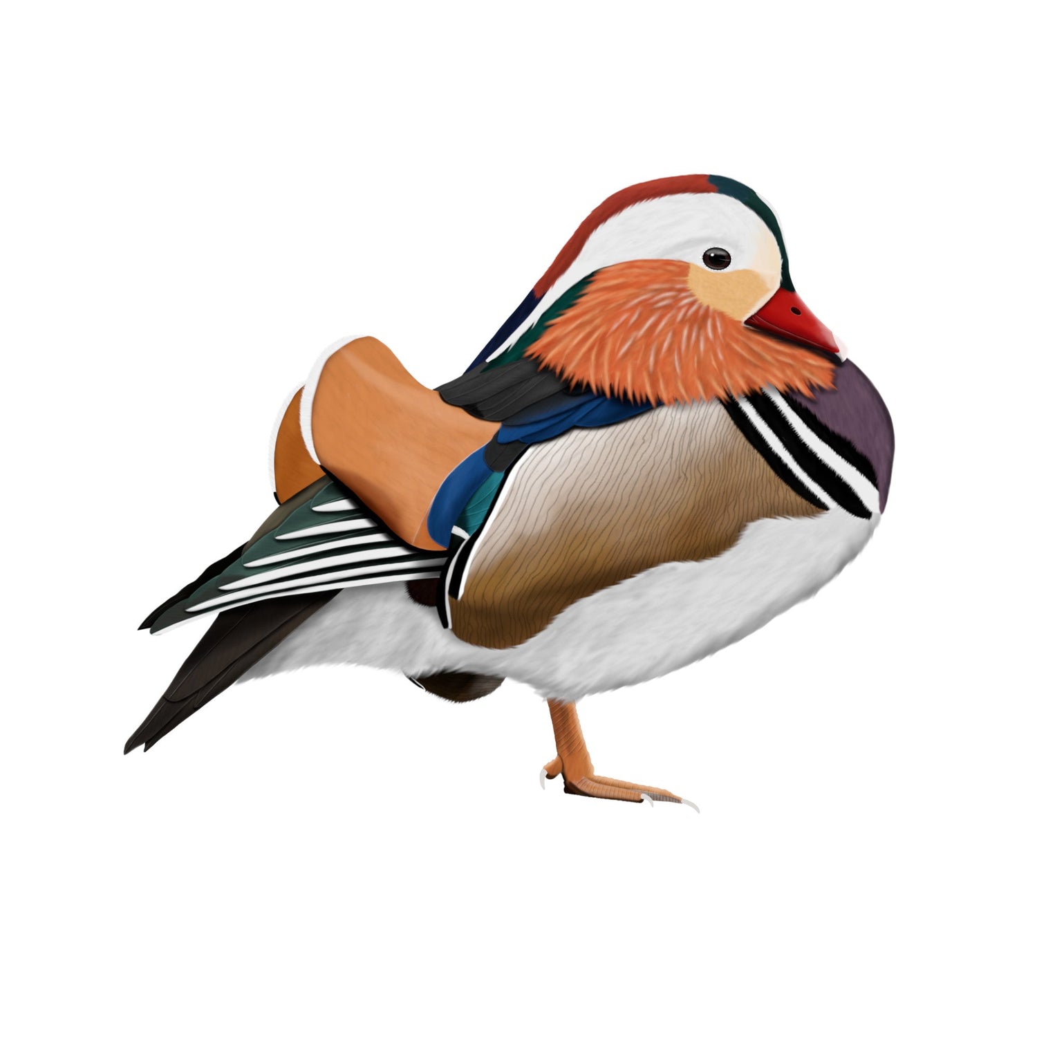 Eine detailreiche Illustration einer farbenprächtigen Mandarinente mit leuchtend orangen und violetten Federn im Vintage-Lexikon-Stil. Hochwertiges Wasservogel-Design für den E-Commerce.