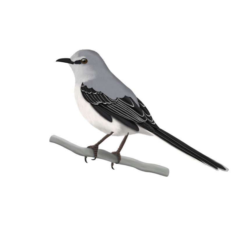 Mockingbird Birding & Birdwatching Designs