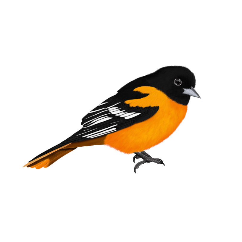 Baltimore Oriole Birding & Birdwatching Designs