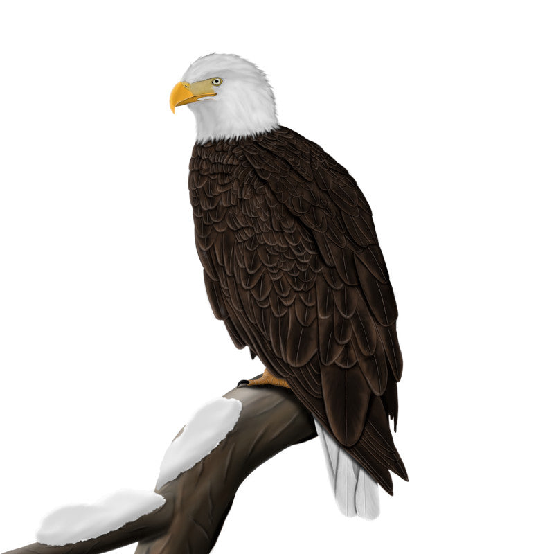 Bald Eagle Birding & Birdwatching Designs