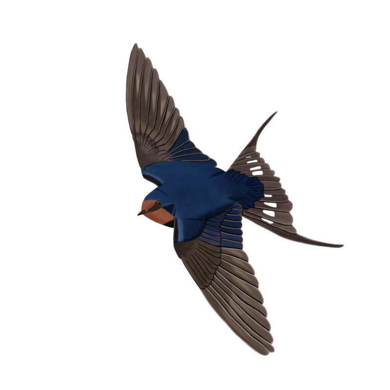 Barn Swallow Birding & BIrdwatching Designs