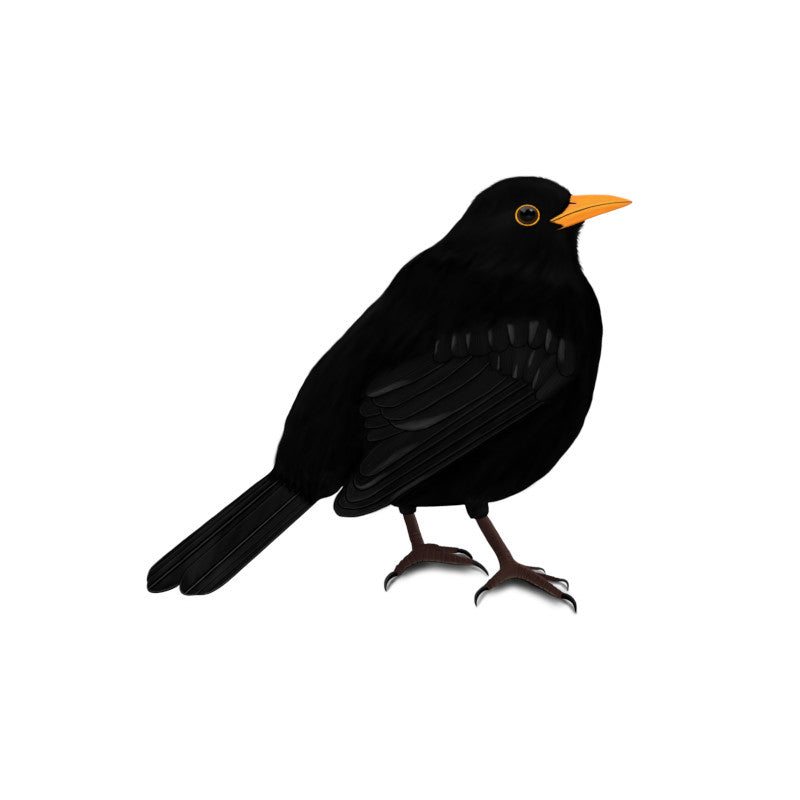 Blackbird Birding & Birdwatching Designs