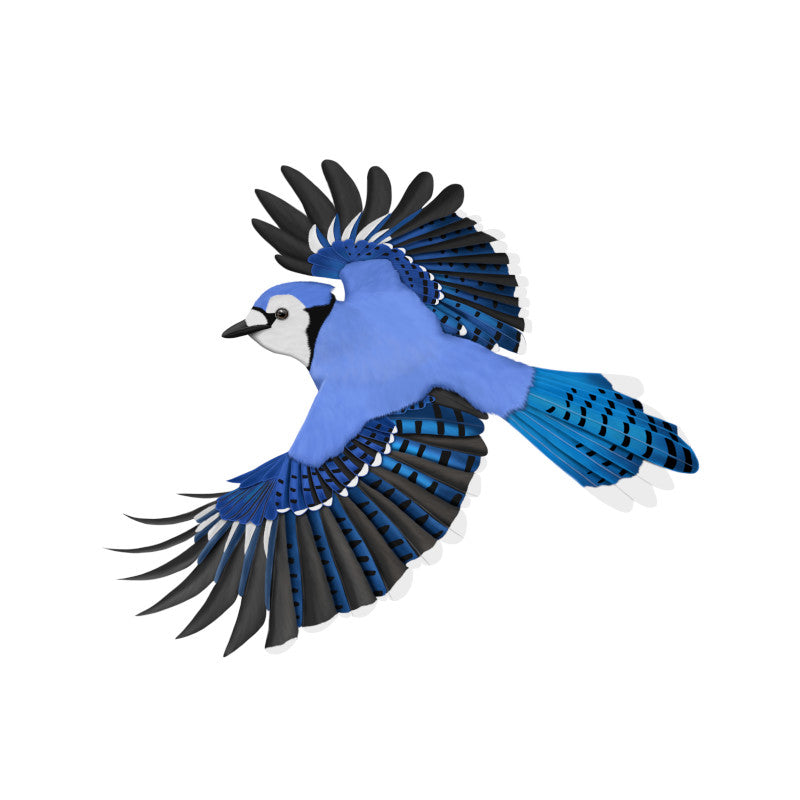 Blue Jay T-Shirts, Stickers, Mugs and more by jz.birds