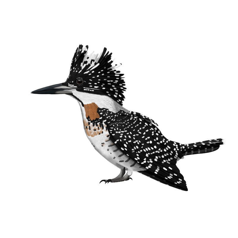 Crested Kingfisher Birding & Birdwatching Designs