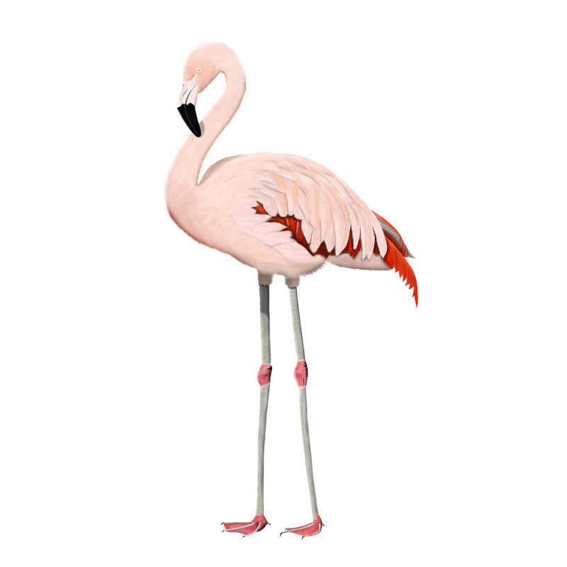 Flamingo Birding & Birdwatching Designs