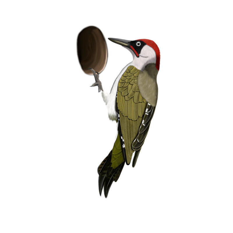 Green Woodpecker Birding & BIrdwatching Designs