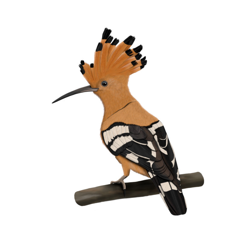 Hoopoe Birding & BIrdwatching Designs