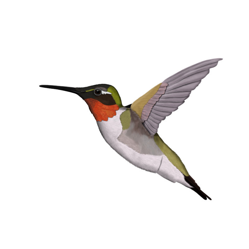 Hummingbird Birding & Birdwatching Designs