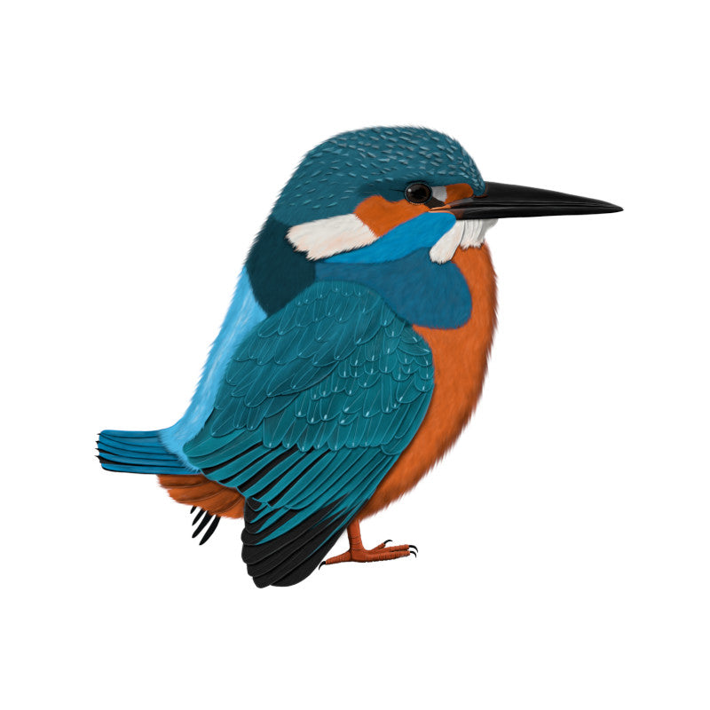 Kingfisher