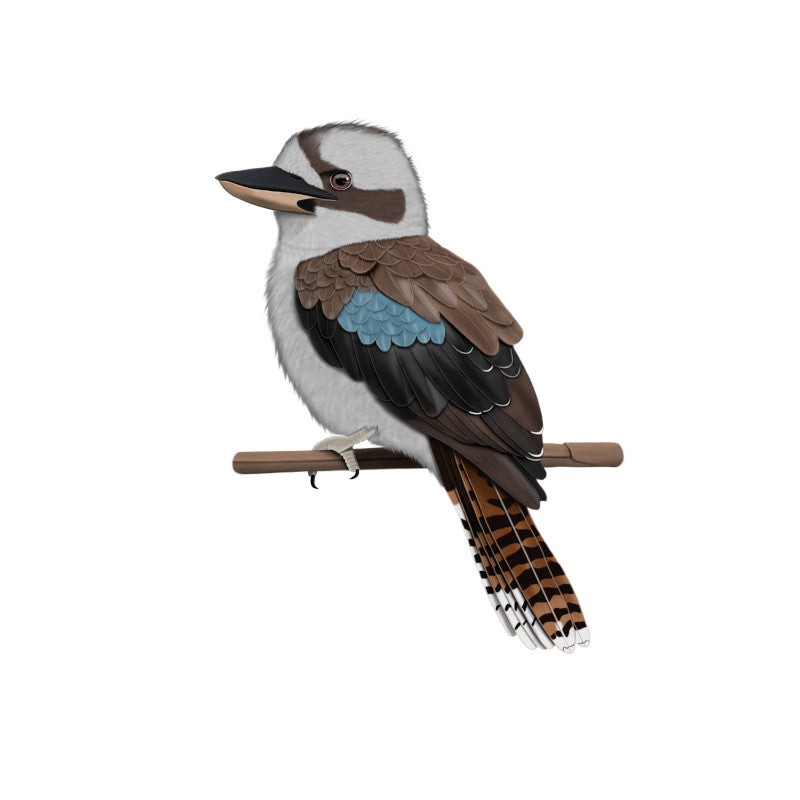 Kookaburra Birding & Birdwatching Designs