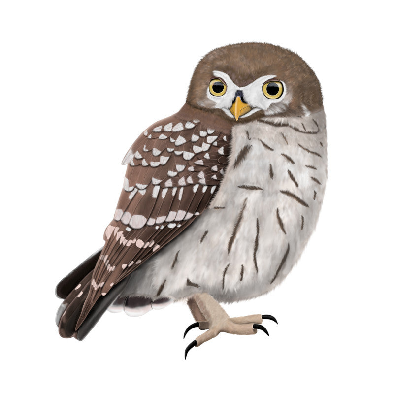 Little Owl T-Shirts, Sweatshirts, Mugs