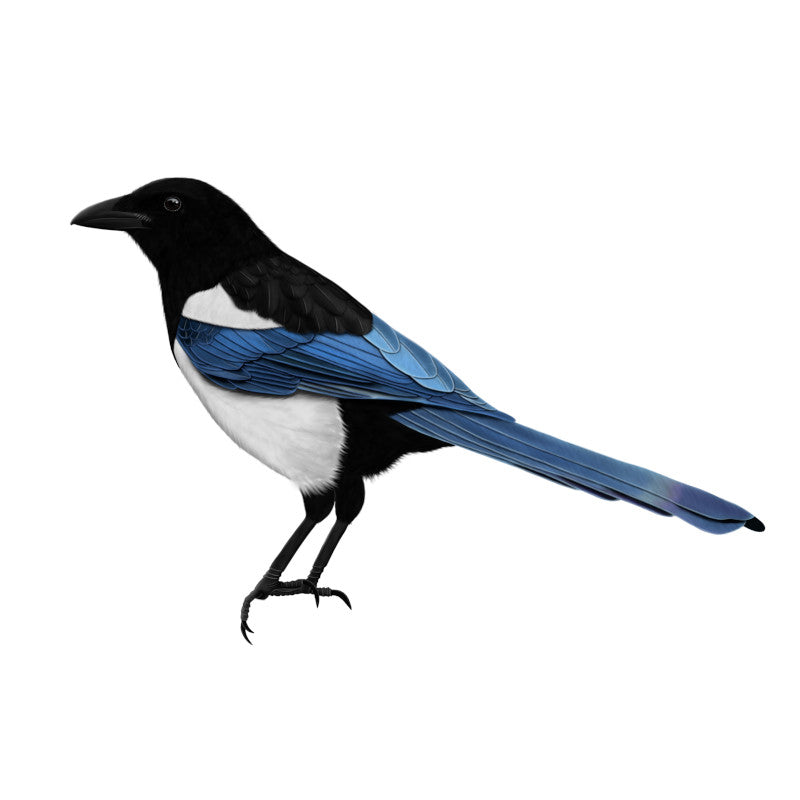 Magpie T-Shirts, Stickers, Mugs and more by jz.birds