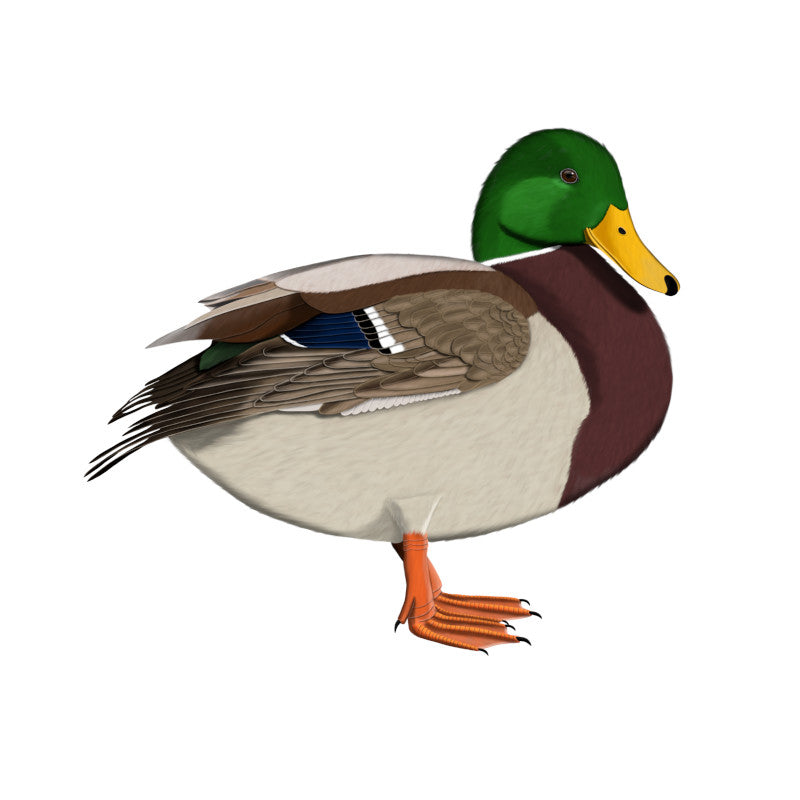 Mallard