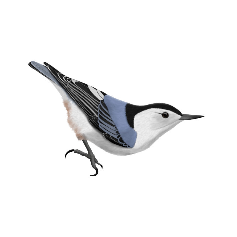 nuthatch bird art t-shirts, stickers, mugs