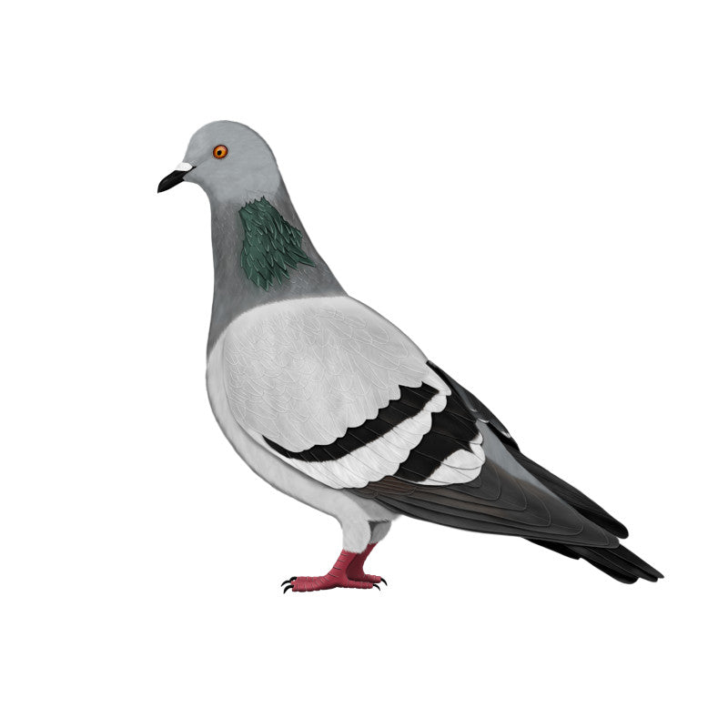 Pigeon Birding & Birdwatching Designs